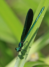 Ebony Jewelwing